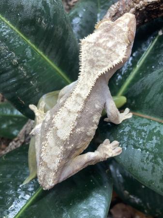 Image 2 of Adult female harlequin tailess crested gecko
