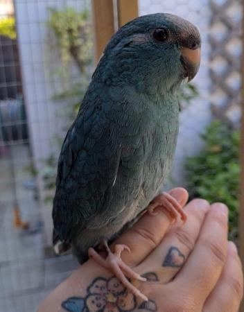 Image 9 of Turquoise Kakariki male 7 months old
