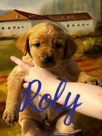 Image 4 of Gorgeous Pedigree Working Fox Red Labrador Puppies! 3 LEFT!