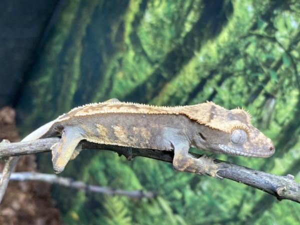 Image 5 of Unsexed juvenile partial pin harlequin crested gecko