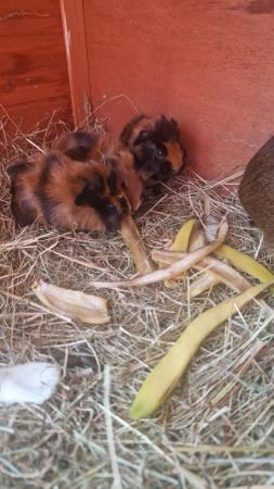 Image 2 of Guinea pigs ready to reserve