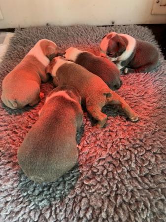 Image 23 of chunky rare colours full pedigree blue eyed Boston terriers