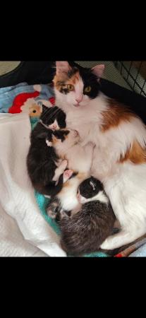 Image 1 of Half ragdoll kittens for sale all reserved