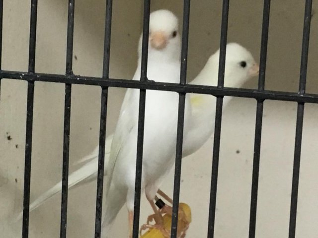 Irish Fancy canaries for sale — photo 2 of 4