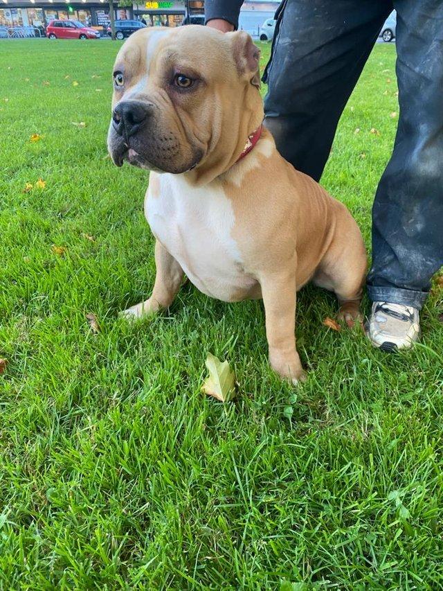 American bully best sale pocket abkc