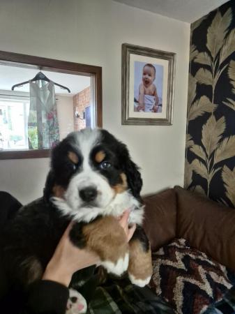 Image 2 of Beautiful Bernese mount dog girl puppy for sale