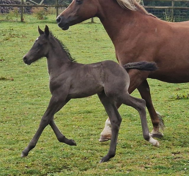 Preview of the first image of Welsh sports filly to make 16hh.