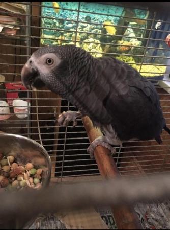 Image 5 of African grey brilliant talker inc cage toys