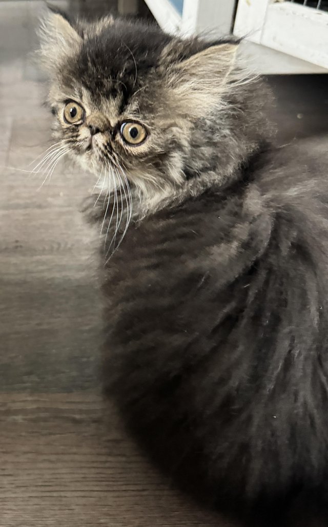 Preview of the first image of Gorgeous Pedigree Tabby Persian.