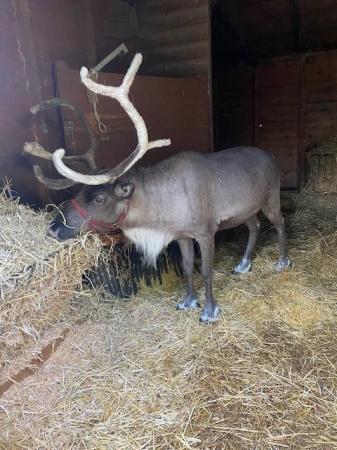 Image 2 of Two Male Reindeer for Sale
