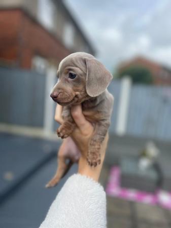 Image 1 of 8 weeks old dachshund puppy, stunning girl