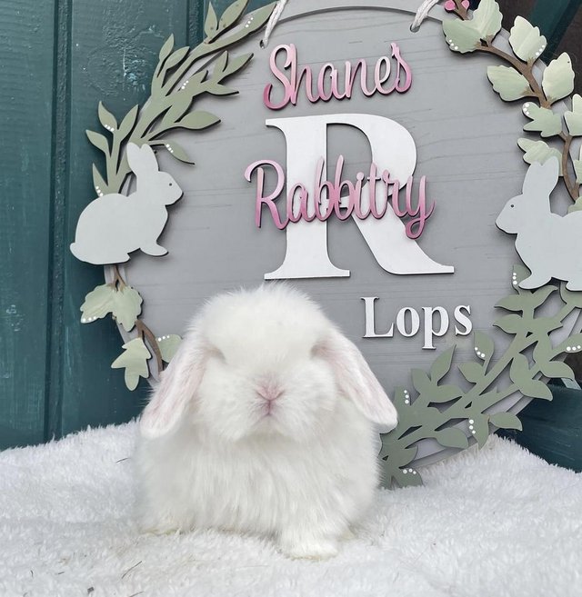Preview of the first image of Mini Lop Blue Eyed White Boy.