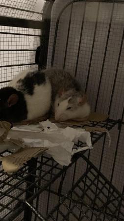Image 5 of 3 gorgeous female rats.