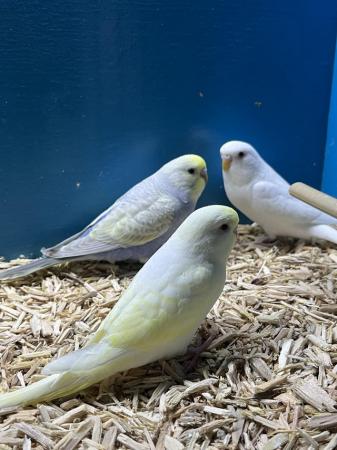 Image 5 of Beautiful baby budgies, stunning colours