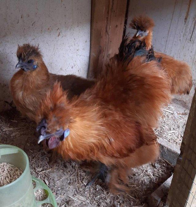Preview of the first image of Day old buff silkie chicks for sale.