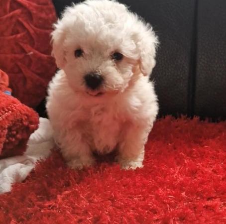 Image 6 of Toy Poodle Puppies, 8 weeks old,