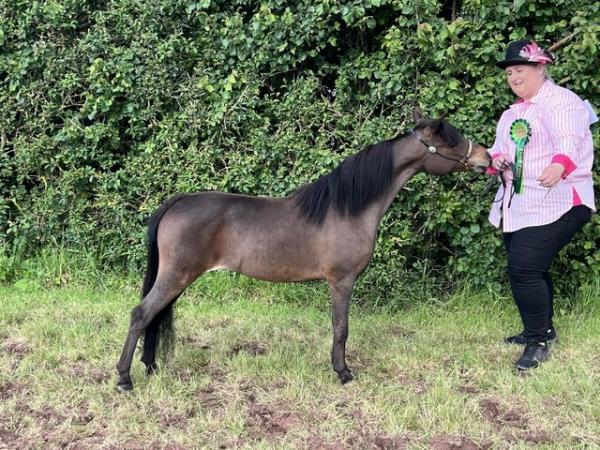 Image 1 of Miniature horse for sale