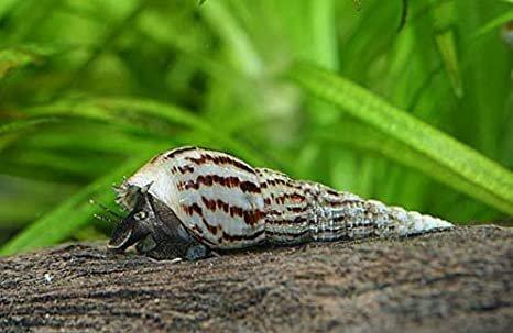 Image 1 of Malaysian Trumpet snails (PRICE IN DESCRIPTION)