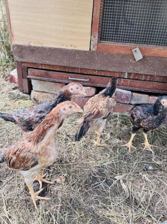 Image 1 of Aseel chicks for sale veryhealthy