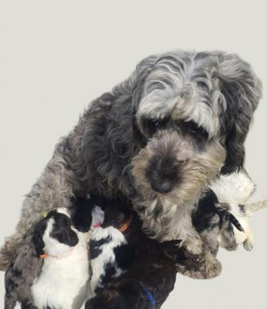 Image 3 of Showtype miniature cockapoo ready to leave both vacainations