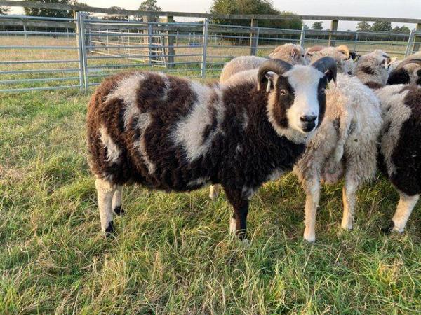 Image 3 of Shetland sheep mature rams for sale.