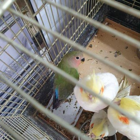 Image 1 of DNA peach face lovebirds available with