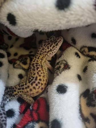 Image 5 of Female leopard gecko and vivarium