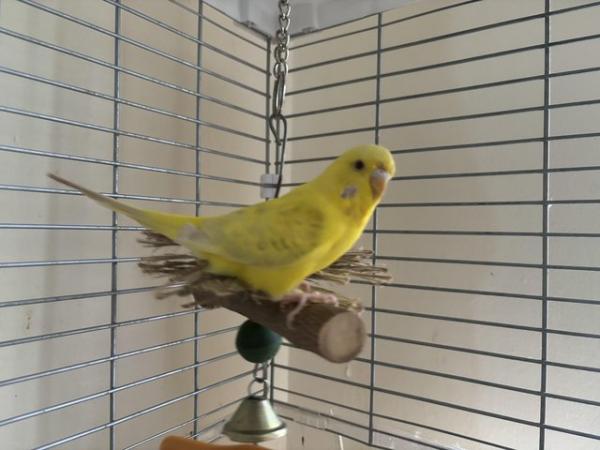 Image 3 of 8 months female budgie with cage