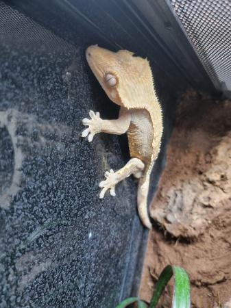 Image 2 of Stunning adult crested gecko