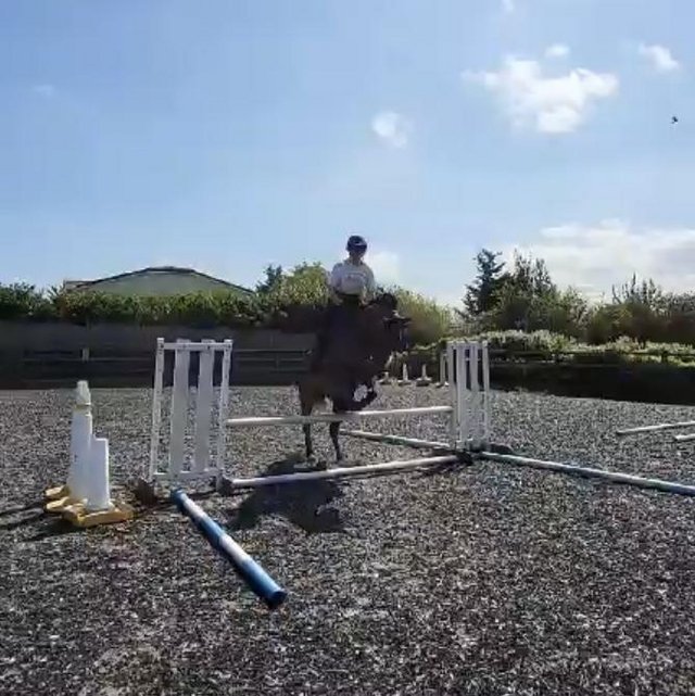 Preview of the first image of 17.2hh Big Potential BFG TB Gelding.