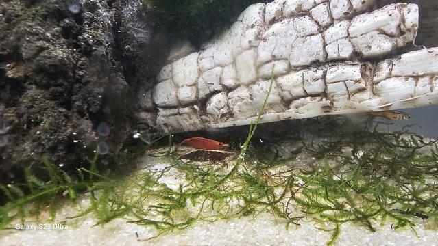 Image 4 of Red cherry shrimps all colours