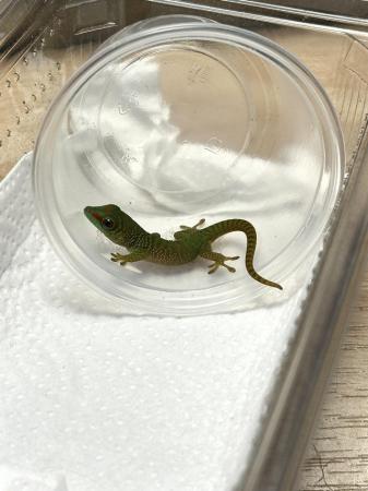 Image 4 of Baby Giant Day Gecko- 2024