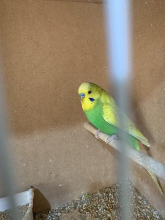 Image 6 of Baby budgies ready for new home
