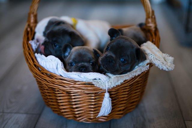 Image 7 of 9 weeks old french bulldog pups