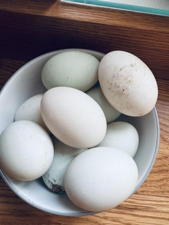Image 1 of Indian running ducks eggs for sale fertilised