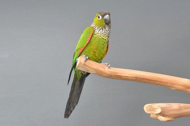 Image 1 of Baby Black capped Conure one of the most colorful,19