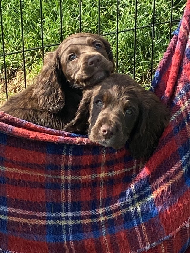 Preview of the first image of Spectacular Sprocker Pups.