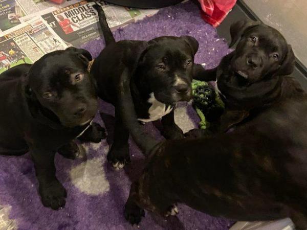 Image 7 of Stunning litter of 5 cane corso puppies