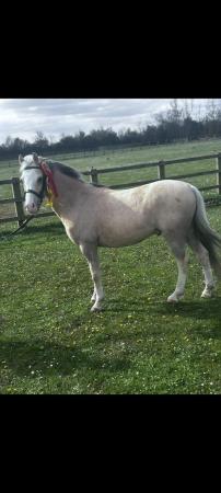 Image 2 of 12.1hh 10 years 2nd pony
