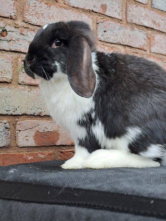 Preview of the first image of French lop buck. Pure bred and will make large rabbit..