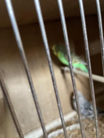 Image 5 of Budgies for sale around 12 months old