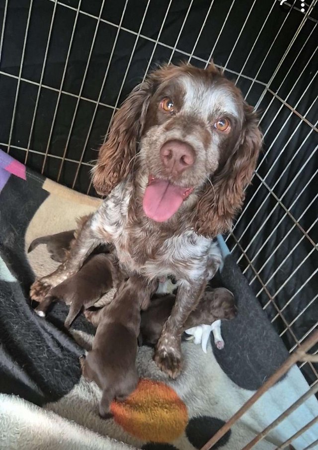 6 cocker spaniel pups for sale 