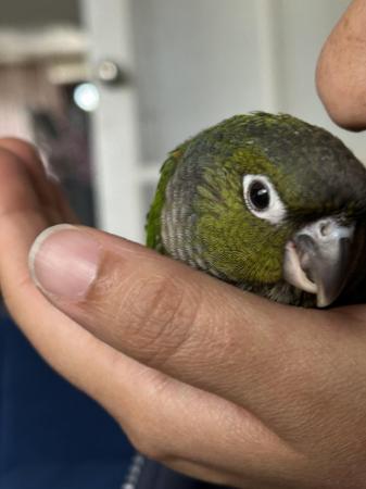 Image 4 of 9 weeks old baby conure for sale