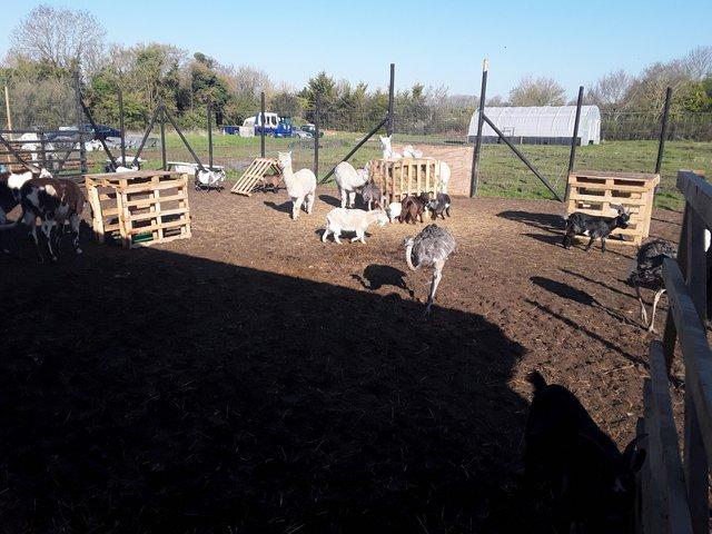 Preview of the first image of ECKSON animal sanctuary .......