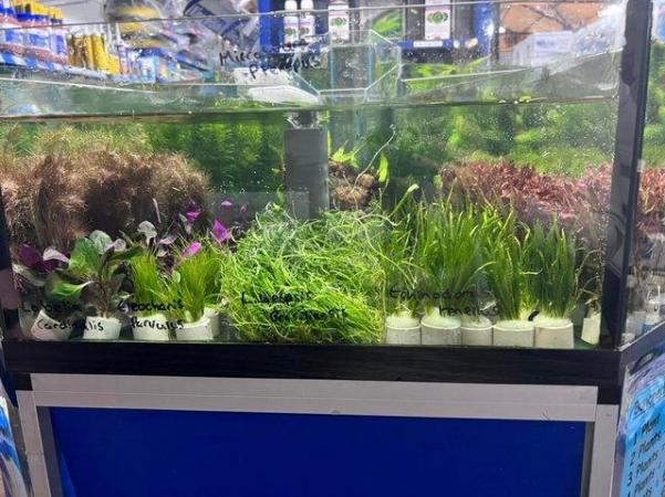 Image 7 of Aquatic Plants Available At The Marp Centre