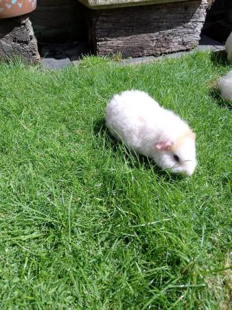 Image 4 of Beautiful baby boy guinea pig