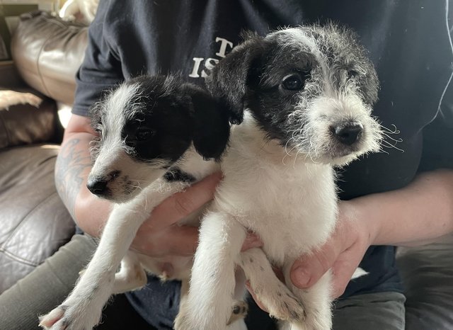 Preview of the first image of Jackapoo puppies looking for loving homes.