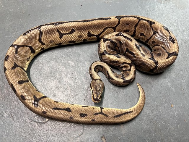Preview of the first image of Male Leopard Spider Het Pied Ball Python.