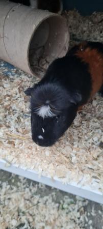 Image 4 of 6 month old guinea pigs, lovely brothers looking for new hom