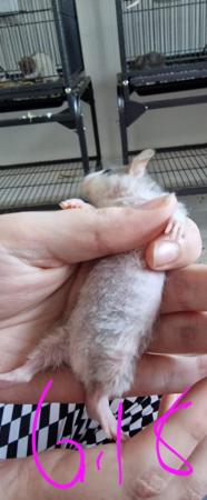 Image 29 of Friendly Female Rat Babies